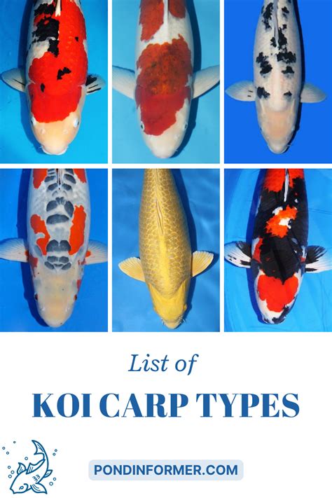 koi carp fish|Koi Carp Breeds, Types & Varieties (Updated) .